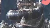 Ten thousand years giant python hits heaven