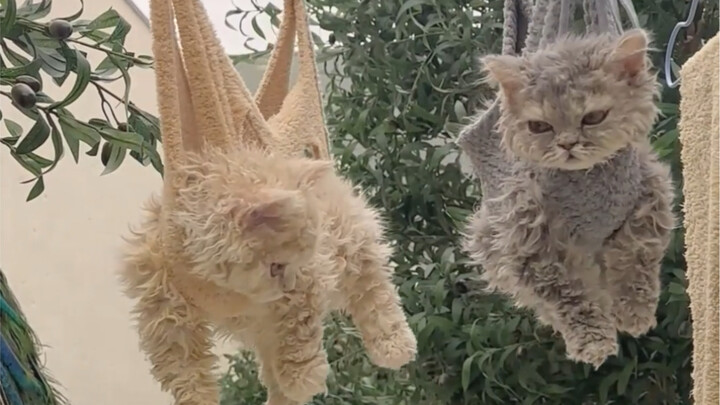 แมวน้อยผ้าฟลีซ?