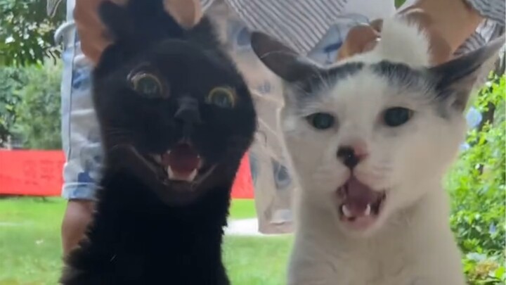 Thế mà lại có hai chú mèo hoang đến, mình chỉ giúp được các bạn đến đây thôi!