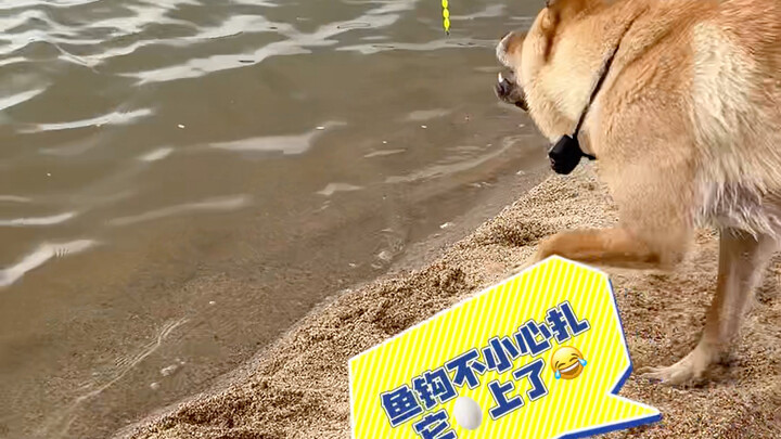 Second helping! Let's eat big grilled fish!!!