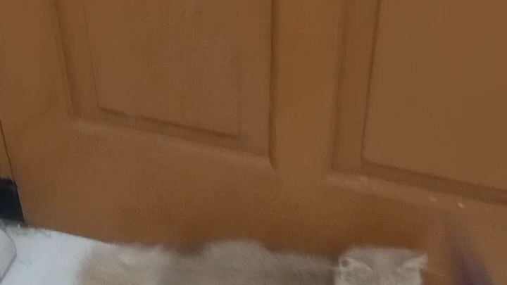 aku kasih tau ygy tente aku punya kuning tiga yang satu Simba yang dua Simi yang tiga Siomay