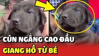 Bắt gặp chú chó GIANG HỒ TỪ BÉ tại chợ chó BẮC HÀ thuần chủng 100% 😂 | Yêu Lu