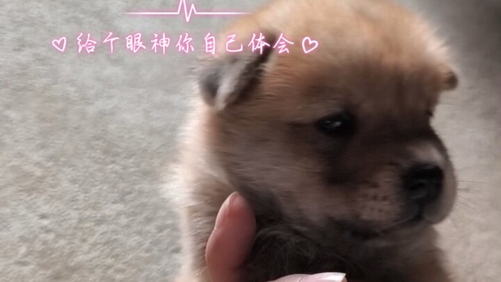 Little tail transforms into a propeller~