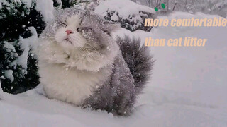 Cat In Snow