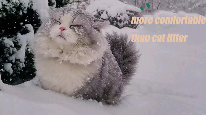Cat In Snow
