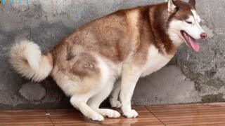 Chó có tính sạch sẽ vs chó không có tính sạch sẽ
