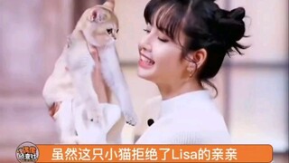 我就说没有人/猫可以拒绝lisa