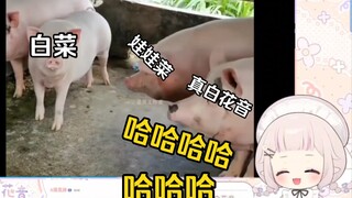 日本萝莉看《那些动物们的丢魂时刻》笑疯了！“狗子，要乖乖的呀！”