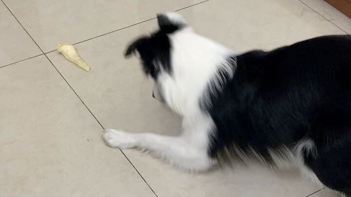 Chưa bao giờ nghĩ rằng gen chăn cừu của chú Border Collie nhà tôi lại được đánh thức theo cách này
