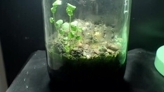 An eco-bottle that has been sealed and cultivated for 12 years contains an independent ecosystem.