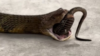 Giữa ban ngày ban mặt lại có rắn làm chuyện này trên phố!