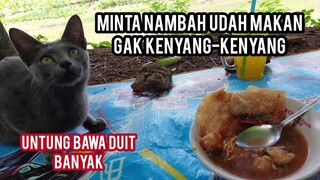 Kucing Jalanan Ini Lapar Banget Minta Makan Bakso..!