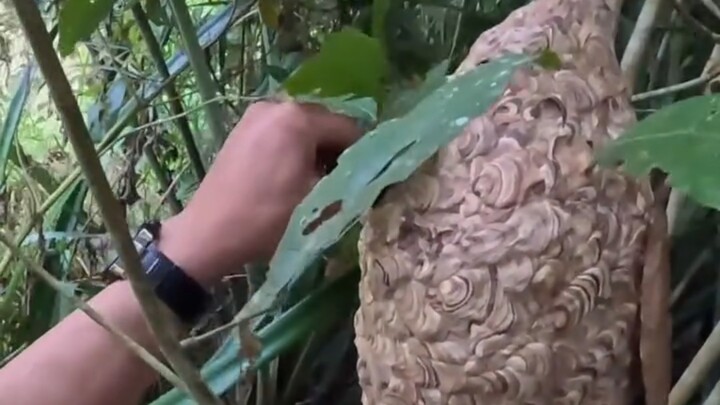 Thật sự ăn cắp nhà