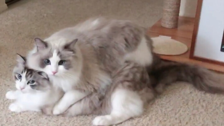 【Mèo Ragdoll】Chủ nhân nửa đêm dậy thấy cảnh này mà lòng rối bời: “Nữ diễn viên Oscar” Tiểu Mỹ mèo, t