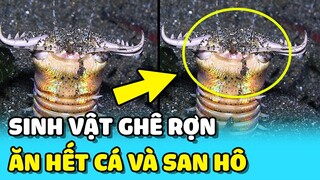 💥 Phát hiện SINH VẬT như "RẾT" KHỔNG LỒ ăn sạch cá và san hô trong hồ cá cảnh | TIN GIẢI TRÍ