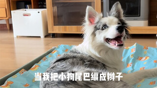 ถักเปียหางให้กับลูกสุนัขแล้วนะ