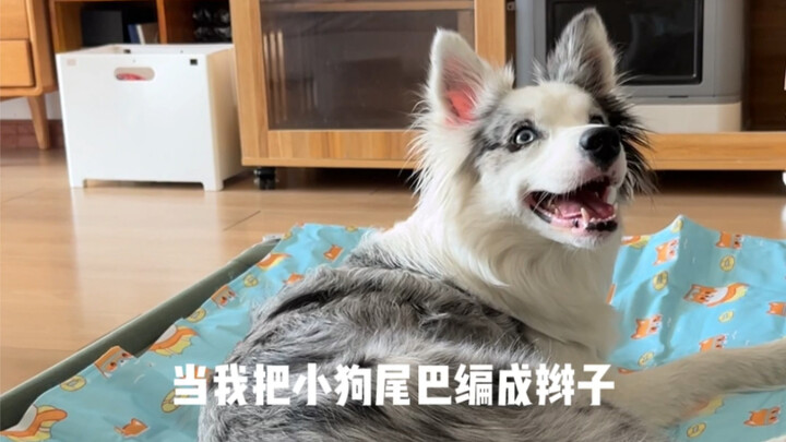 给小狗尾巴编辫子啦