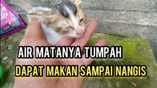 Anak Kucing Kecil Dibuang Di Jalan Kelaparan Menangis Saat Dapat Makanan Endingnya Minta Di Adopsi.!
