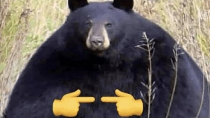 Cười được là ăn được — Đầu Wowo⭐ Tuyển tập video hài hước, trừu tượng #209