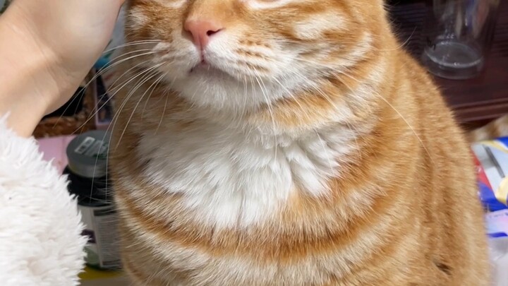 我一套技能带走你的狗命