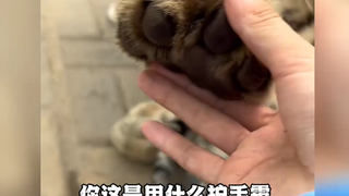 这种猫你想撸吗?