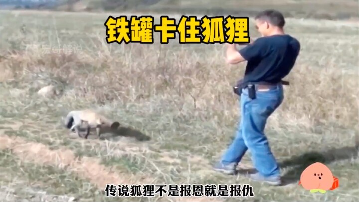 Ông chú giải cứu thêm một con cáo bị kẹt trong lon sắt, tin rằng chẳng bao lâu nữa, chú cáo sẽ báo đ