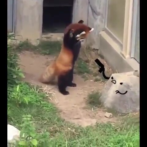 Kisah Si Panda Kecil dan Sebatang Batu