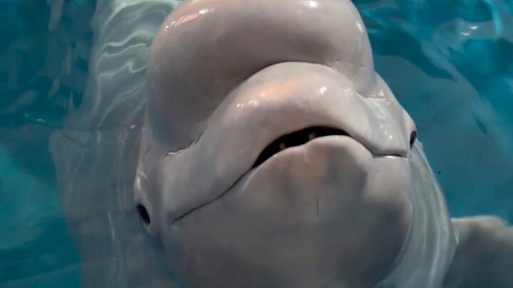 دا باي ما بيسمح للشين هاي بالقبلة!