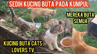 Sedih Lihat Perkumpulan Kucing Buta Di Basecamp Cats Lovers Tv
