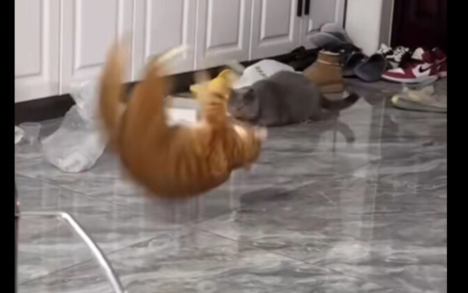See? My cat really can do a backflip!