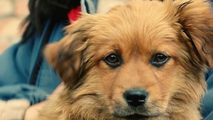 “คุณช่วยชีวิตฉัน ฉันจะปกป้องคุณไปตลอดชีวิต”