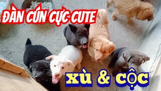 Sáng đẹp trời show hàng các cún cộc đen, xù đen, vện. cute dog, pet dog