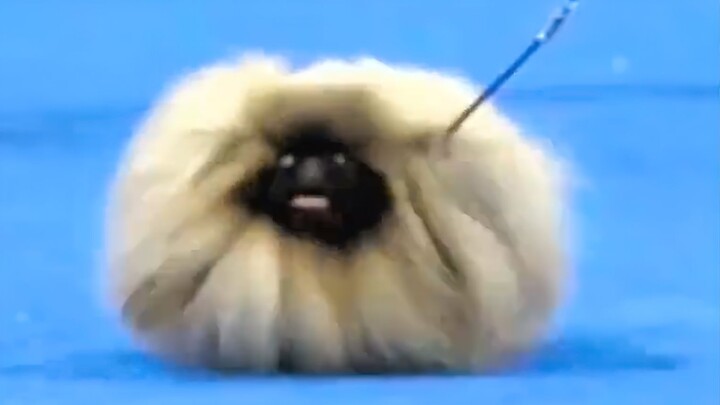 อารมณ์แย่มากจนกระทั่งเห็นหมาโง่นี่!