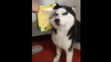 [Animals] The Huskies in this video made me laugh for three days