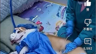 外国网友热评“中国小女孩cosplay剖腹产医生给狗狗接生”