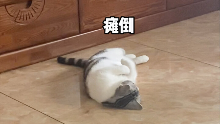 พอบ้านฉันติดฮีตเตอร์ใต้พื้น แมวของฉัน…