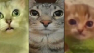 Video gốc về meme mèo nổi tiếng trên internet (Phần 5)