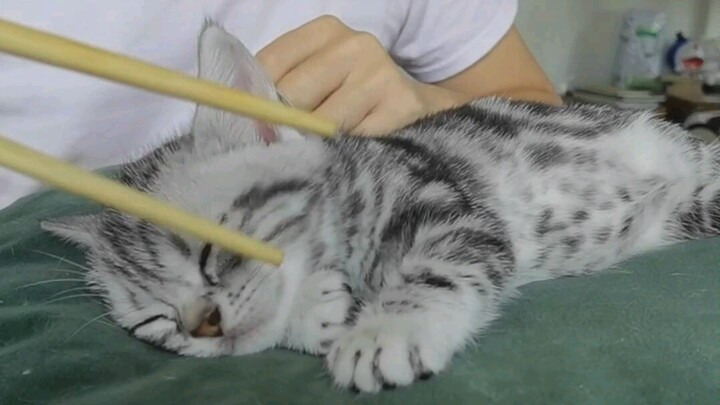 ให้ทุกคนดูว่ากินลูกแมวกันสดๆ ยังไง