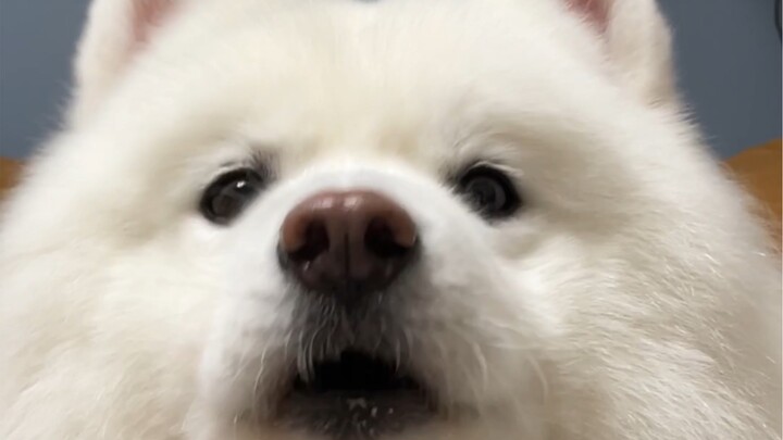 Chúc những ai lướt đến video này năm 2024 phát tài phát lộc phát phát phát phát phát