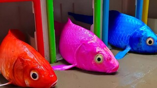 [Remix]Animasi stop motion: pernikahan pasangan ikan itu hancur