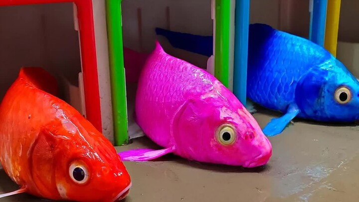 [Remix]Stop motion animation: the fish couple's wedding was ruined