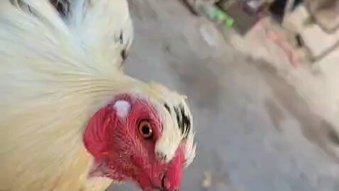 Flurry eye
