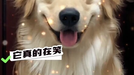 Foto ID untuk anjing, wajah berubah dalam sekejap!