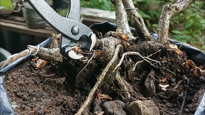 MENEMUKAN POHON CANTIK  HUTAN ( BONSAI POHON LIAR )