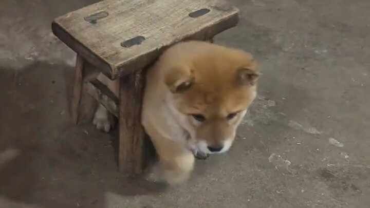 Dahuang: Kid, just hold on a little longer—school’s almost starting!