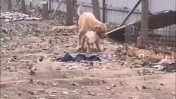 Câu chuyện tình yêu của lợn và chó