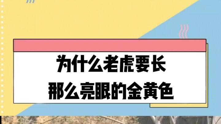ทำไมเสือถึงมีสีเหลืองทองที่โดดเด่นแบบนี้?