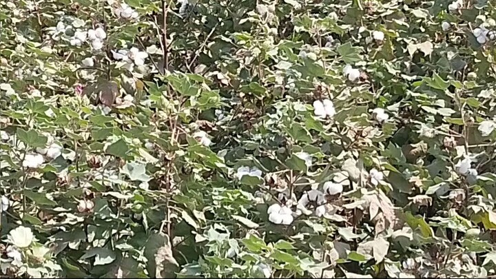 video_20261010_115455