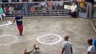 unang panalo ni bulik mayor pa kalaban dancer pa nagbitaw Kay bulik😂