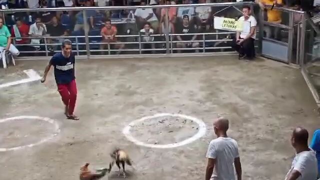 unang panalo ni bulik mayor pa kalaban dancer pa nagbitaw Kay bulik😂